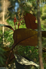 Miconia flammea