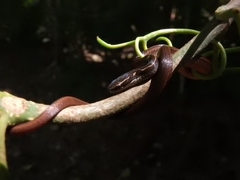 Coniophanes imperialis