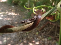 Coniophanes imperialis