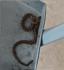 Thamnophis scalaris