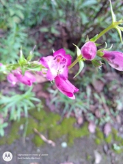 Penstemon gentianoides