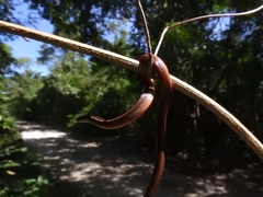 Coniophanes imperialis