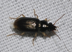Pogonus gilvipes