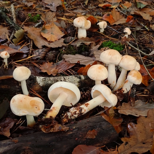 Rhodocollybia maculata (Alb. & Schwein.) Singer