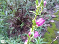 Penstemon gentianoides