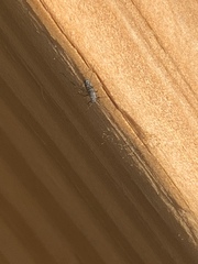 Euceraphis