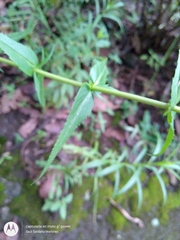 Penstemon gentianoides