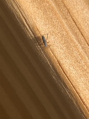 Euceraphis