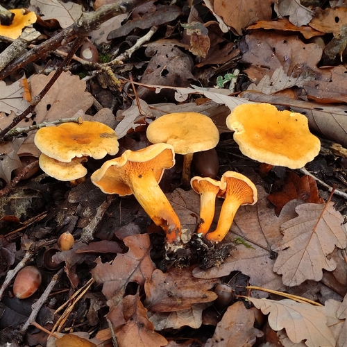 Hygrophoropsis aurantiaca (Wulfen) Maire