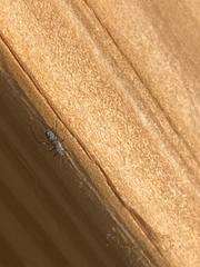 Euceraphis