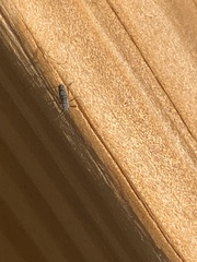 Euceraphis