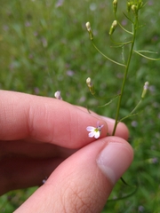 Diastatea
