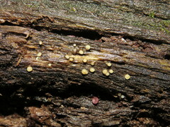 Helicogloea compressa