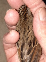 Melospiza lincolnii