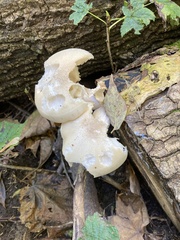 Hypsizygus