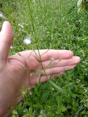 Diastatea
