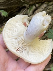 Hypsizygus