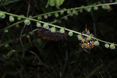 Neoscona orizabensis