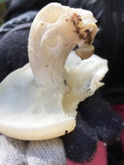 Hypsizygus