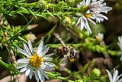Melissodes druriellus
