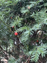 Taxus cuspidata
