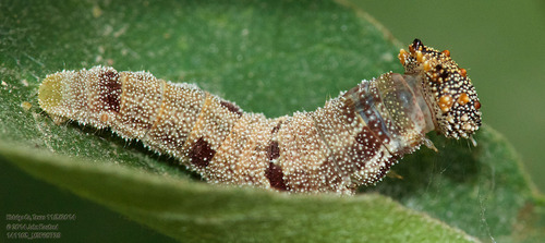 Tropical Leafwing