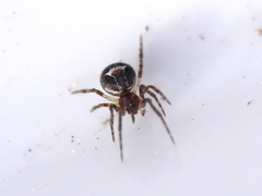 Simitidion simile