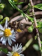 Melissodes druriellus