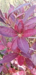 Rhododendron canadense