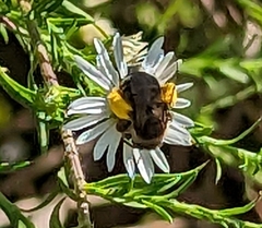 Melissodes druriellus