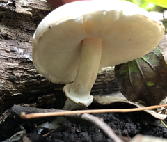 Leucoagaricus leucothites