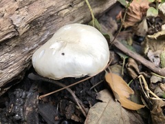 Leucoagaricus leucothites