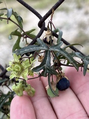 Passiflora tenuiloba
