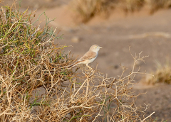 Curruca deserti