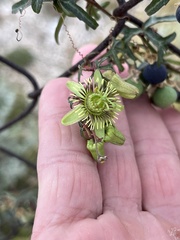 Passiflora tenuiloba