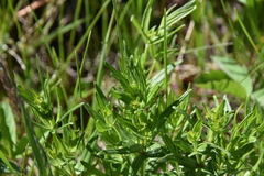 Galium boreale