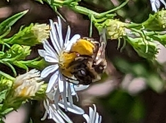 Melissodes druriellus