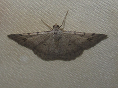 Frederickia disparcata