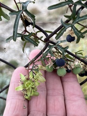 Passiflora tenuiloba