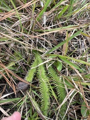 Lycopodiella