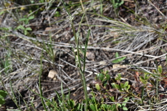 Crepis atribarba