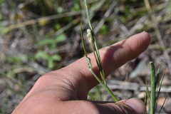 Crepis atribarba