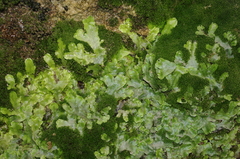 Conocephalum conicum