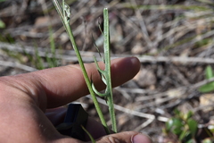 Crepis atribarba