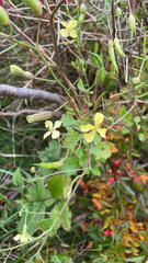 Raphanus raphanistrum