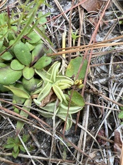 Pinguicula