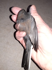 Junco hyemalis