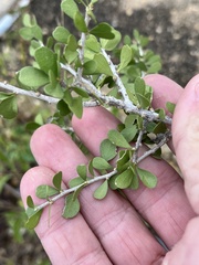Schaefferia cuneifolia
