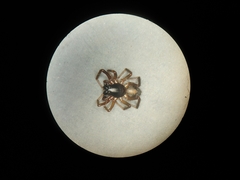 Corinninae