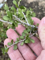 Schaefferia cuneifolia